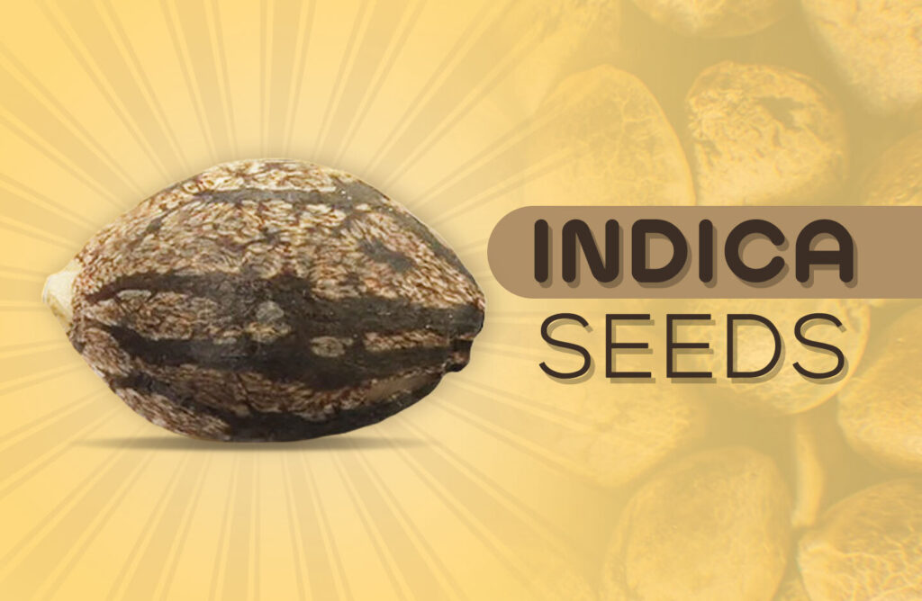 indica-seeds2